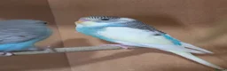 Budgerigars birds for sale: Gorgeous Baby Budgies - Advert 7