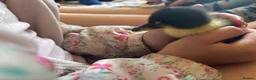 Ducks poultry for sale: Fluffy ducklings Southampton  in Southampton - Advert 2
