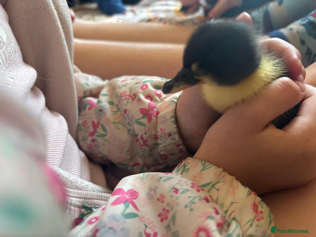 Ducks poultry for sale: Fluffy ducklings Southampton  in Southampton - Advert 2