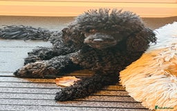 Miniature Poodle dogs for stud: KC phantom miniature poodle stud health tested in Thetford - Image 13