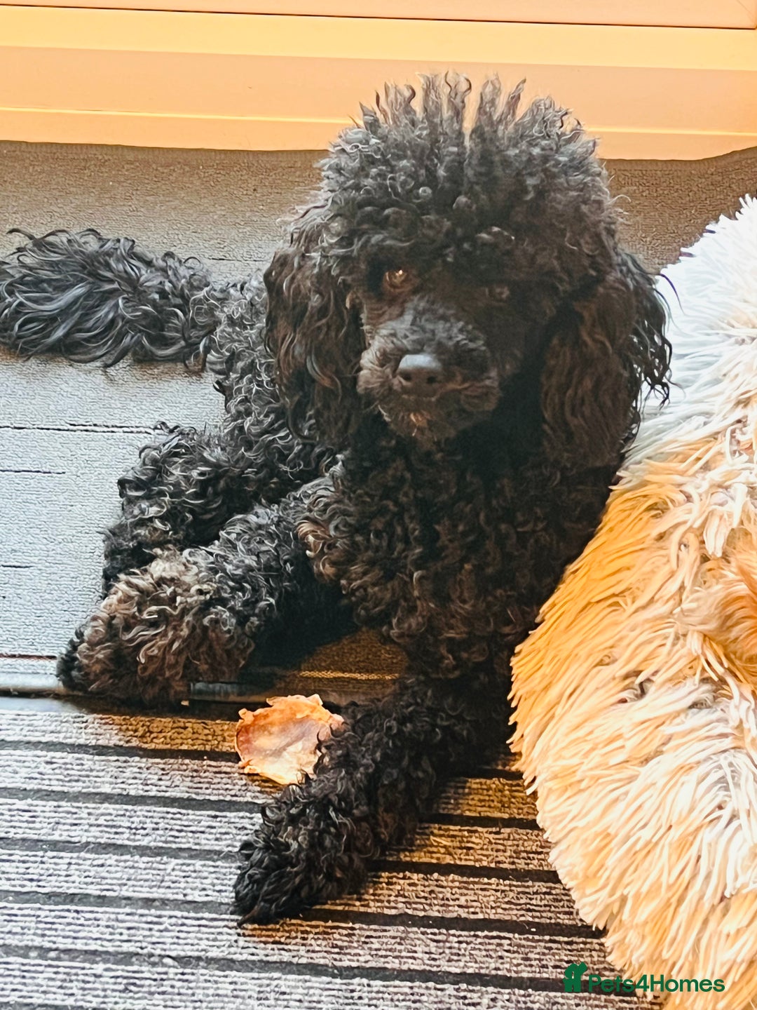 Miniature Poodle dogs for stud: KC phantom miniature poodle stud health tested in Thetford - Image 13