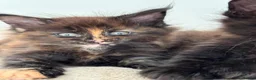 Maine Coon cats for sale: 7 adorable Pure Bred Mainecoon - Advert 15