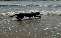 Mixed Breed dogs for sale: Lab X Collie, 9 Months Old, Seeking a Forever Home - Image 2