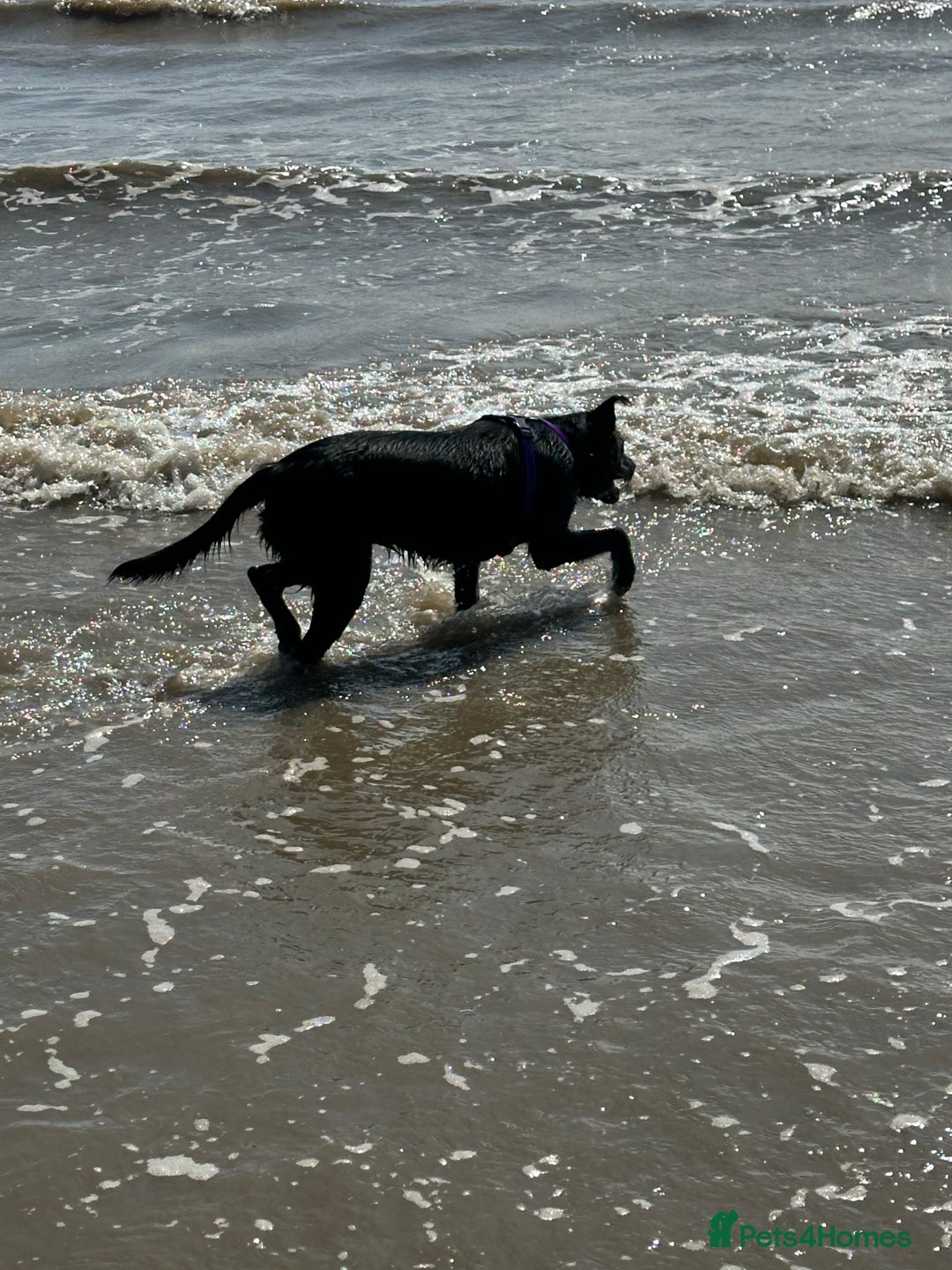 Mixed Breed dogs for sale: Lab X Collie, 9 Months Old, Seeking a Forever Home - Image 2