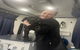 Cane Corso dogs for sale: CLOSING ADVERT ONCE REVIEWS ARE MADE - Advert 23