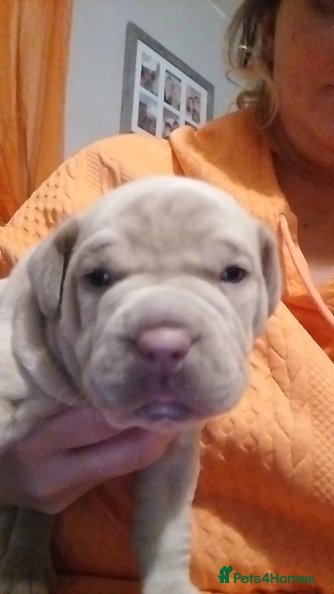 Mixed Breed dogs for sale: Exotic pocket bully cross  - Advert 2