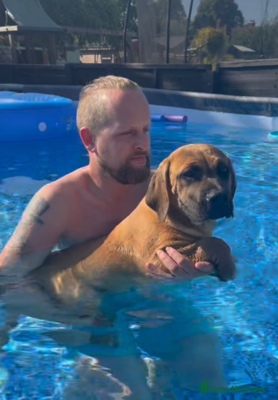 Boerboel dogs for sale: Elite Family-raised & trained Boerboel puppy - Image 22