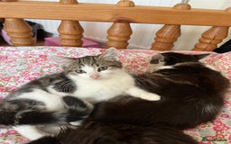 British Shorthair cats for sale: Male kitten four months  - Image 3