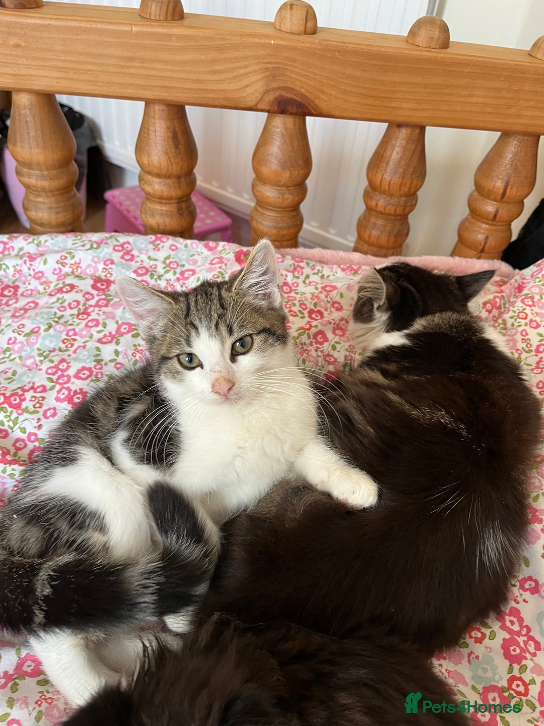 British Shorthair cats for sale: Male kitten four months  - Image 3
