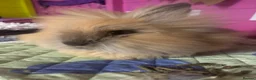 Lionhead rabbits for sale: 5 month lion head boy  - Advert 2