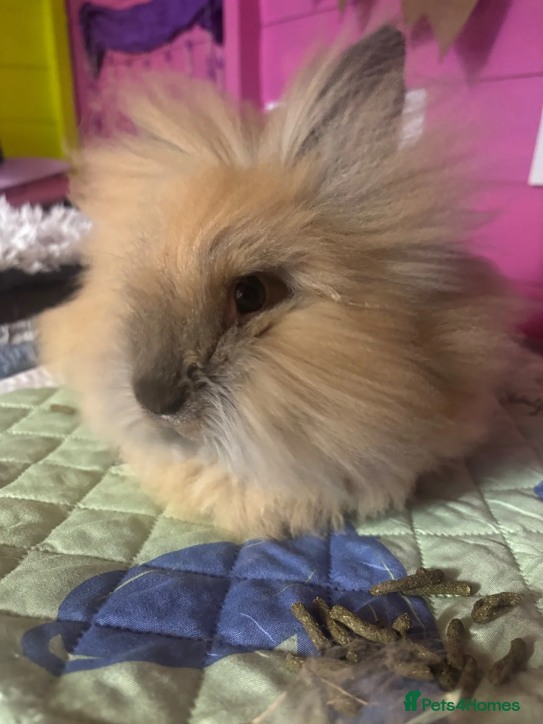 Lionhead rabbits for sale: 5 month lion head boy  - Advert 2