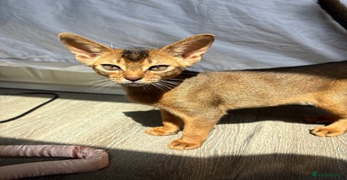 Abyssinian cats in Newcastle upon Tyne - Advert 10