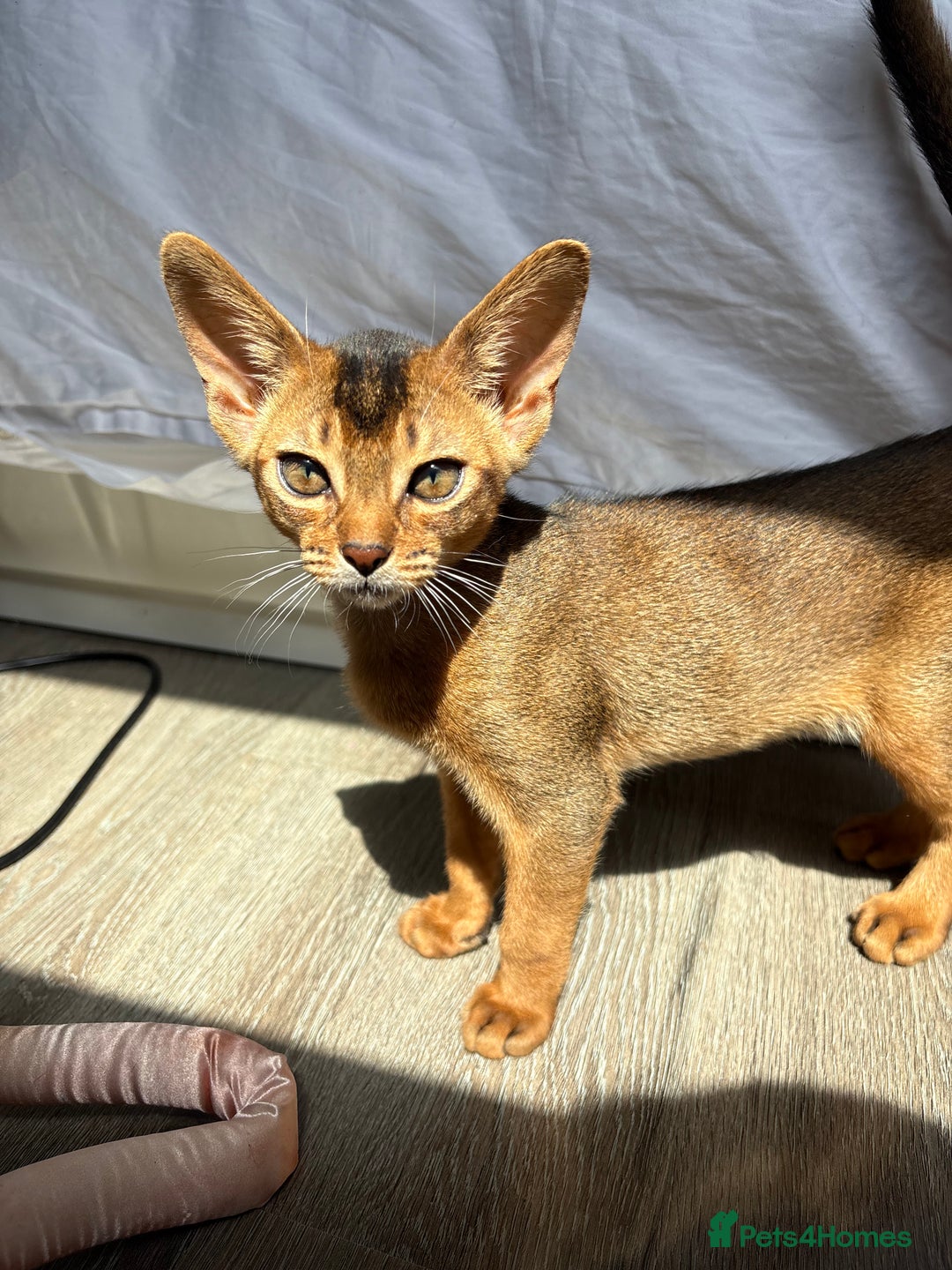 Abyssinian cats for sale: Cute Abyssinian kitten pedigree male - breeding  in Newcastle upon Tyne - Image 1