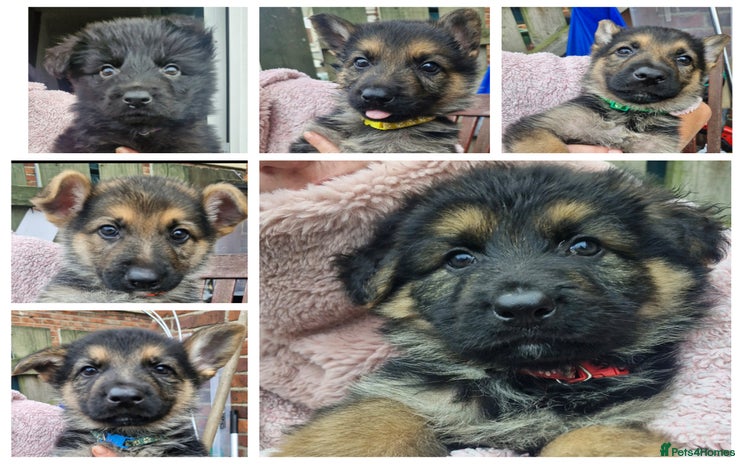 German Shepherd dogs - Advert 1