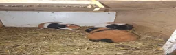 Guinea Pig rodents for sale: Guniea pigs males and females - Advert 5