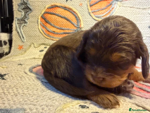 Beautiful health tested Cavapoo puppies for sale in Chester | Pets4Homes