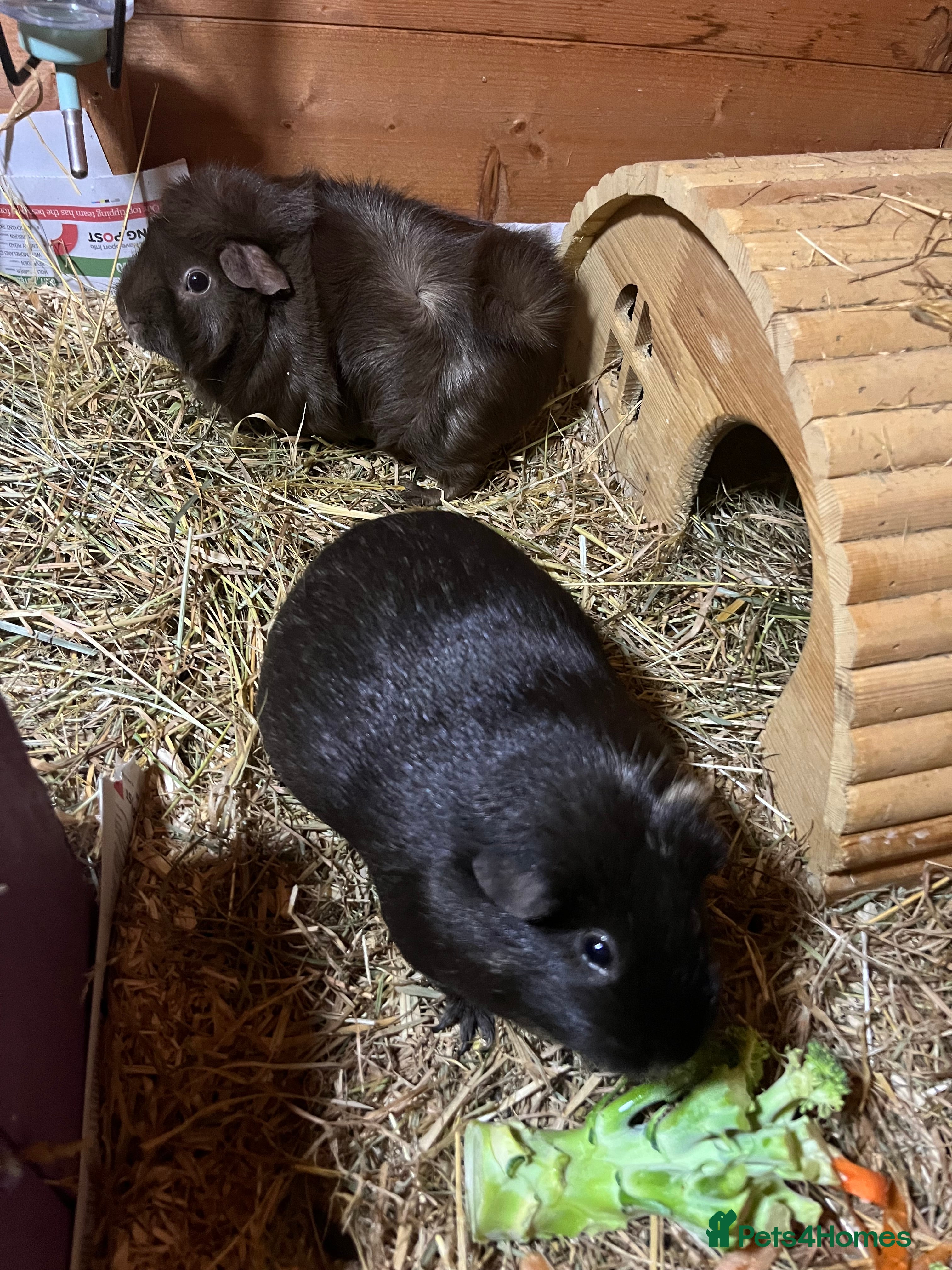 Guinea Pig rodents 3 female guinea pigs  - Advert 15