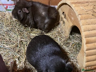 Guinea Pig rodents 3 female guinea pigs - Advert 15