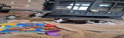 Domestic Shorthair cats for sale: 4 gorgeous female kittens - Advert 8