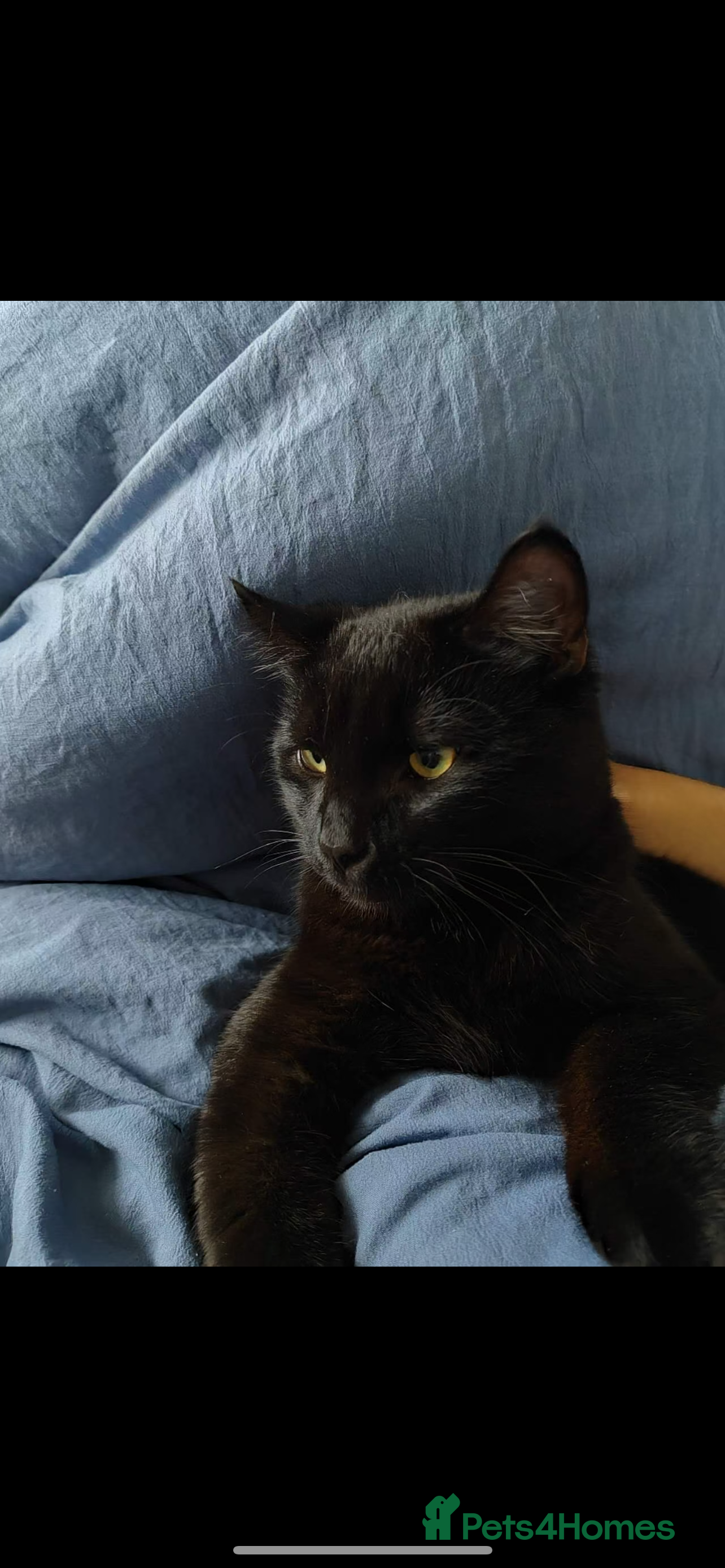 Mixed Breed cats male cat rehome - Advert 2