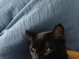 Mixed Breed cats male cat rehome - Advert 2