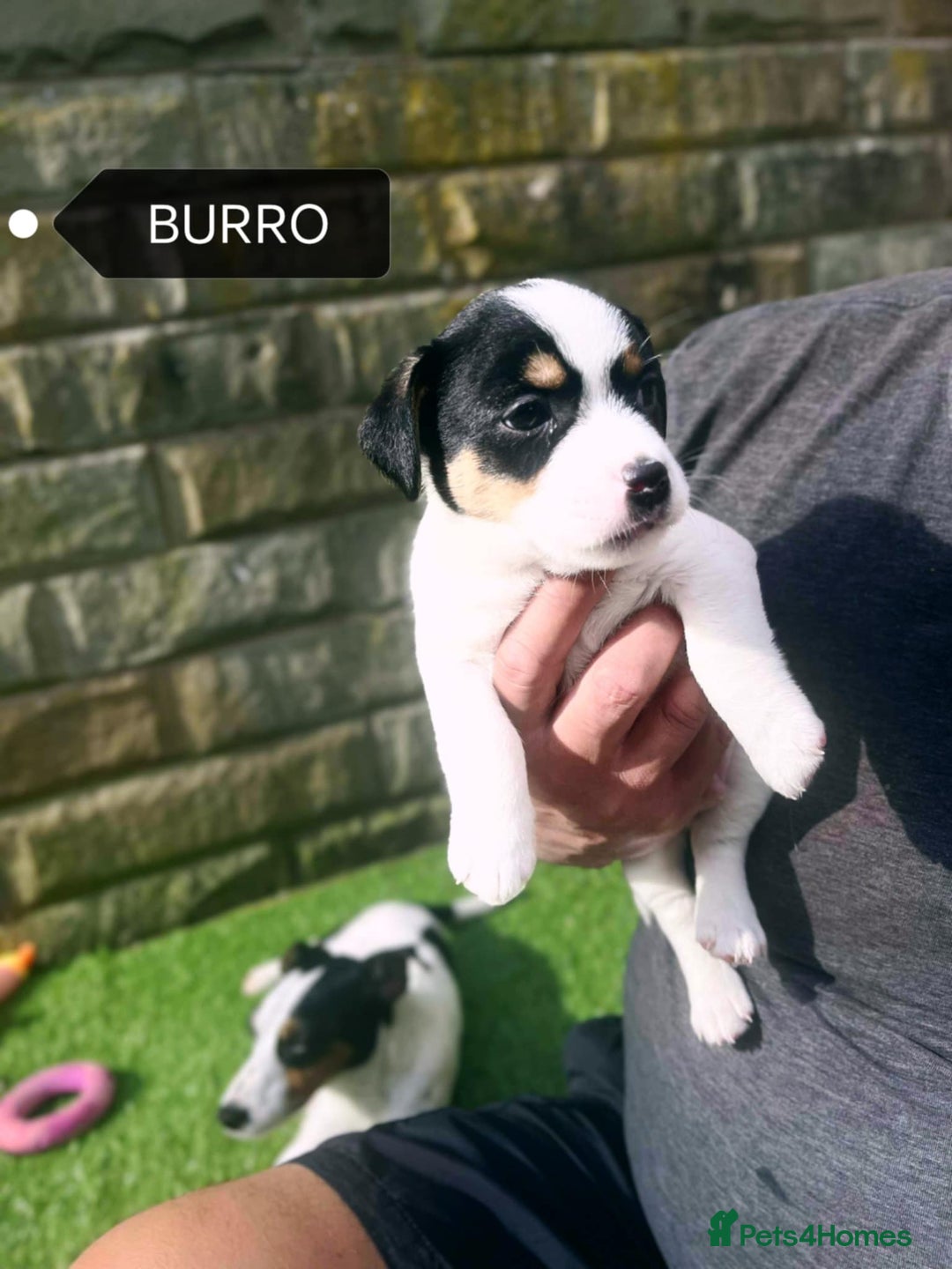 Jack Russell dogs for sale: Jack Russell puppies,Parents reg.Kennel club, - Image 12