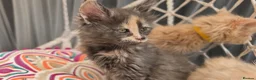 Maine Coon cats for sale: Maine coon kittens - Advert 11
