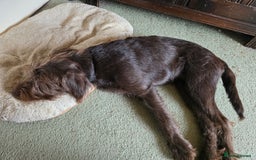 Labradoodle dogs for sale: Labradoodle female - Image 4