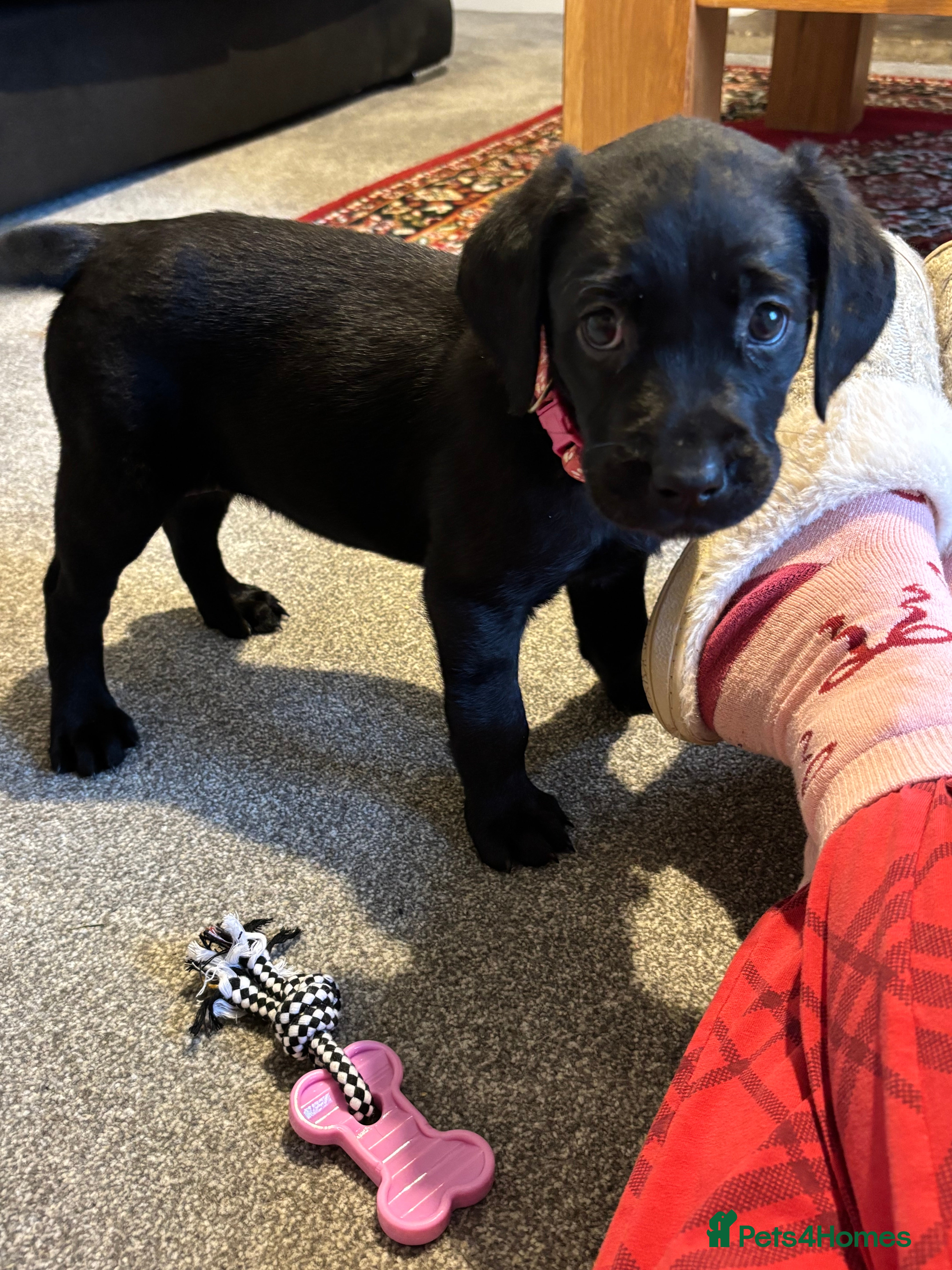 Labrador Retriever dogs 🌟1 black bitch left 🌟Kc black Labrador puppies - Advert 5