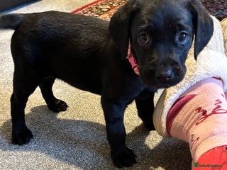 Labrador Retriever dogs Kc black Labrador puppies - Advert 6