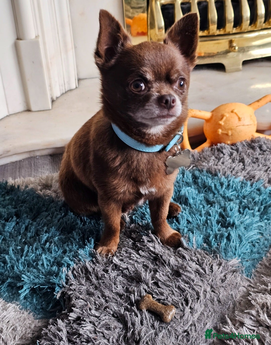 Chihuahua dogs for sale: Chihuahua  - Advert 11