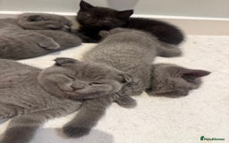 Scottish Fold cats for sale: Scottish Fold Kittens  - Image 4