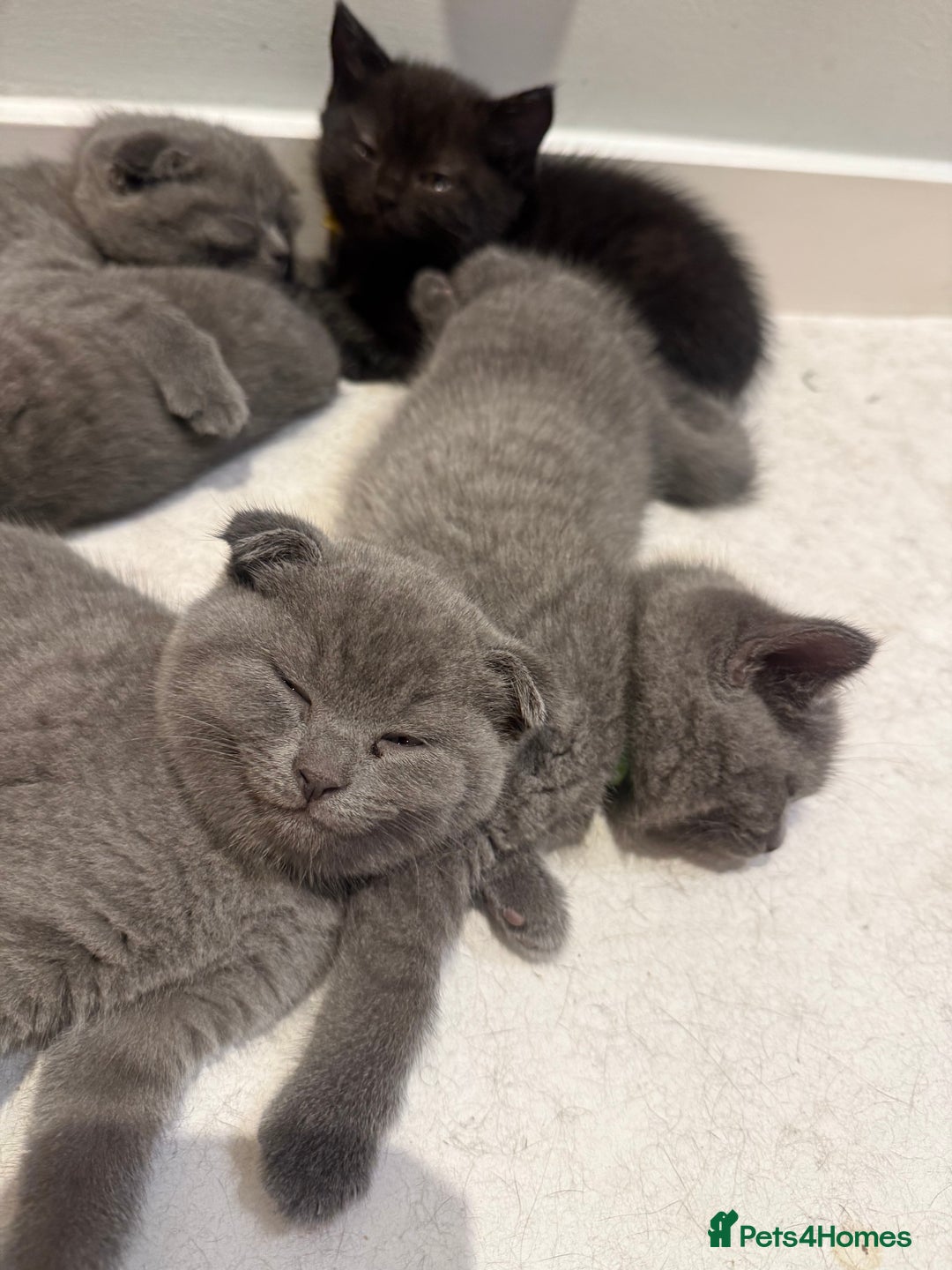 Scottish Fold cats for sale: Scottish Fold Kittens  - Image 4