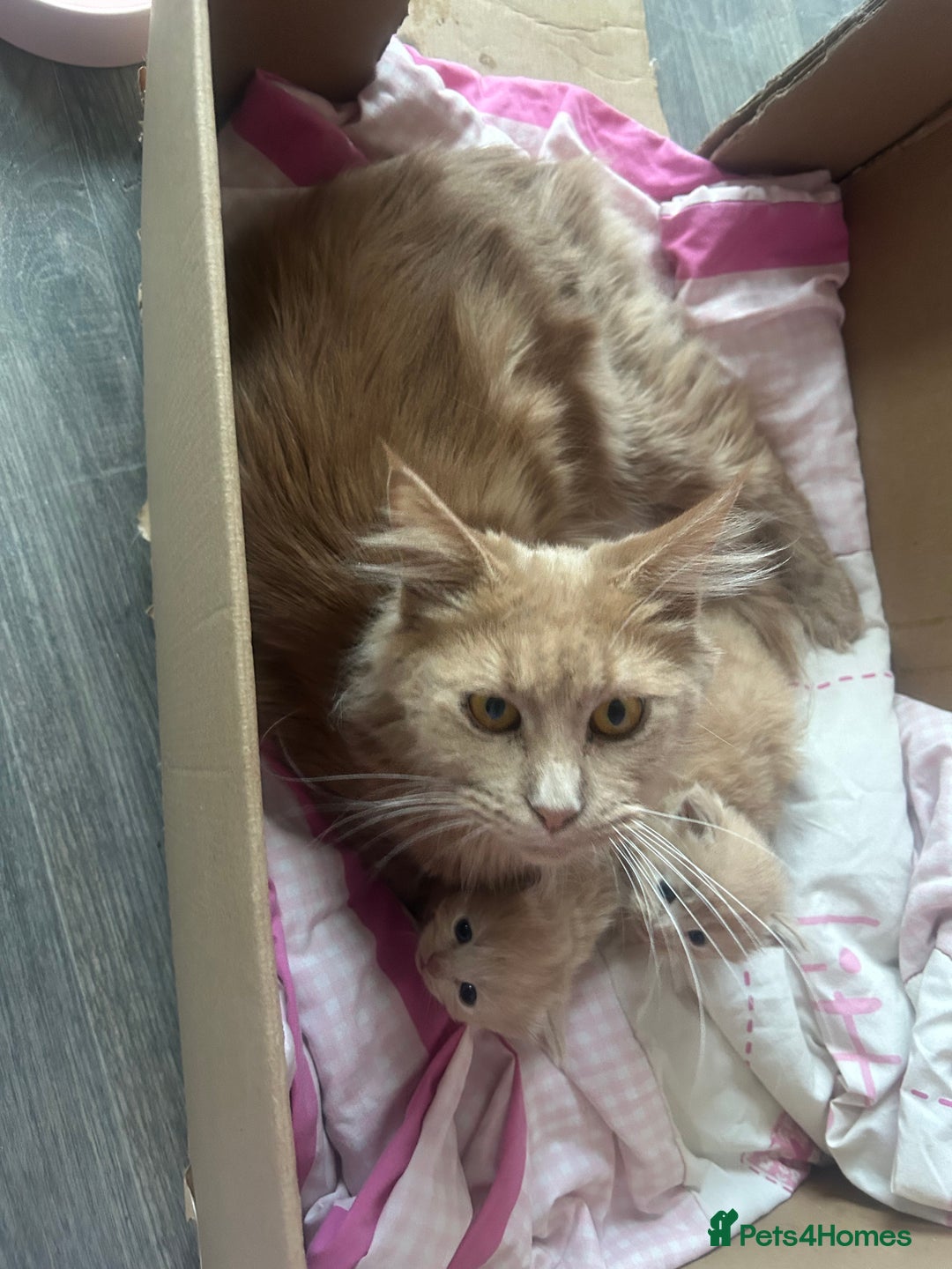 Maine Coon cats for sale: Mainecoon kittens  - Advert 12