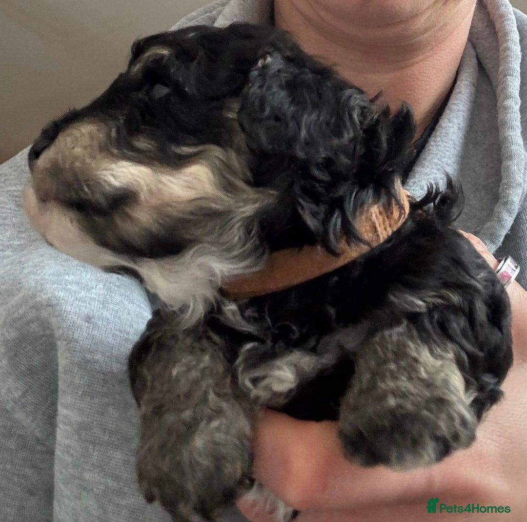 Poochon dogs for sale: Gorgeous Poochon puppies 2 girls 3 boys - Advert 9