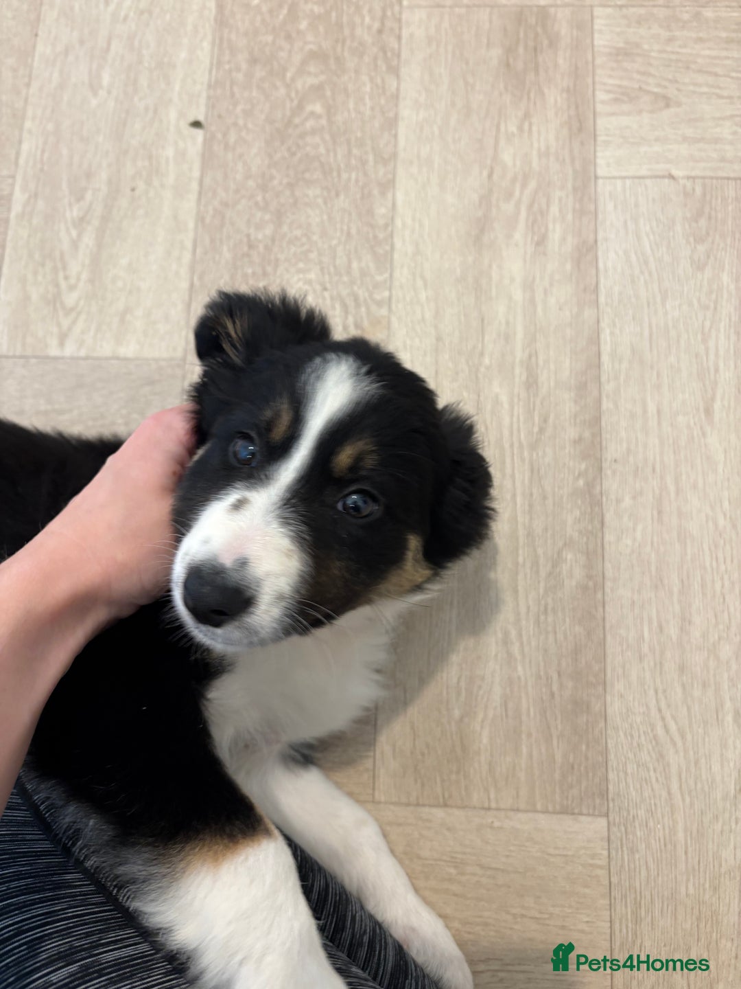 Australian Shepherd dogs for sale: *Ready Now* Australian shepherd puppies - Image 6