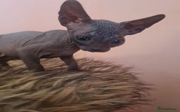 Sphynx cats for sale: Sphynx kittens - Image 15
