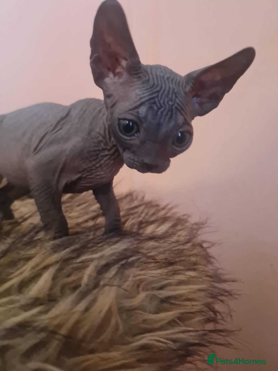 Sphynx cats for sale: Sphynx kittens - Image 15