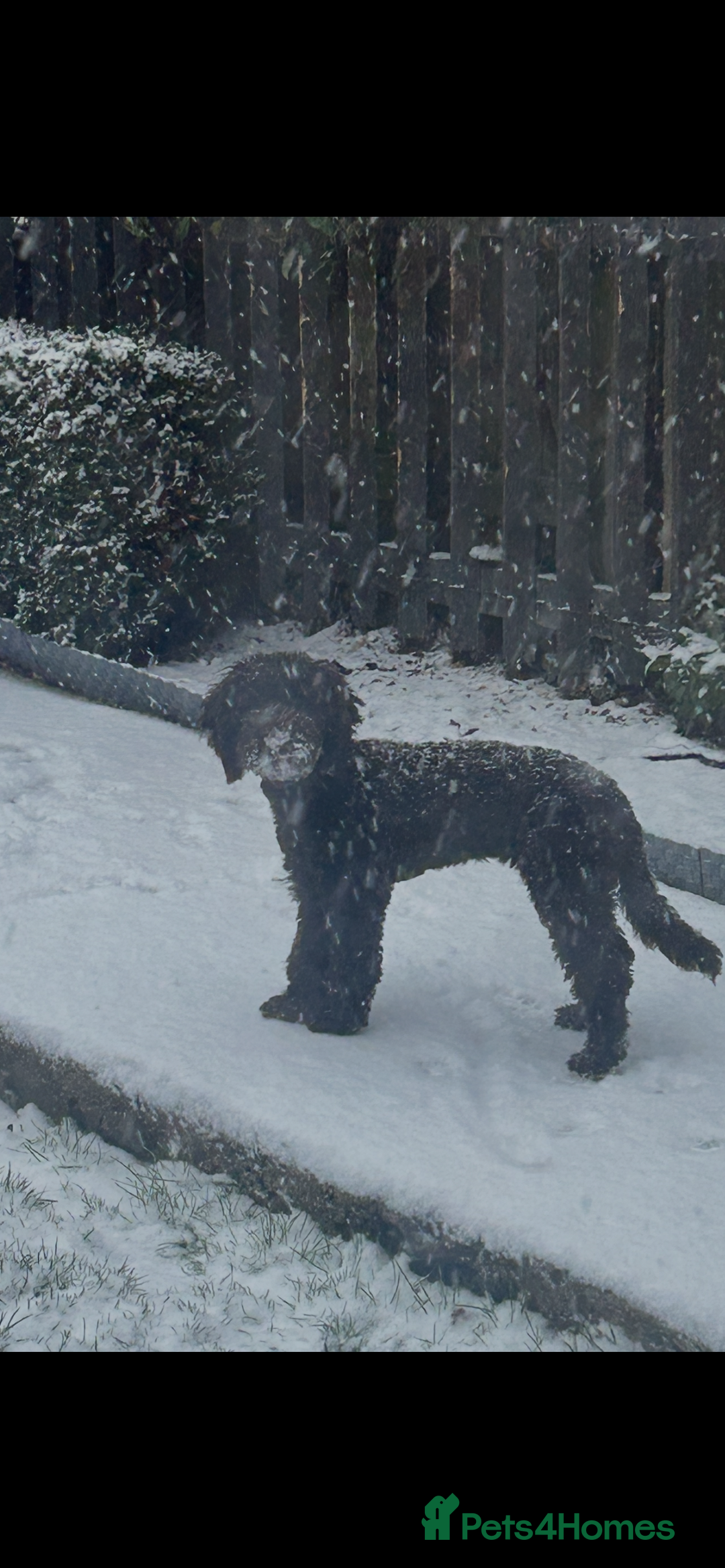 Cockapoo dogs for sale: Rare chocolate cockapoo - Advert 3