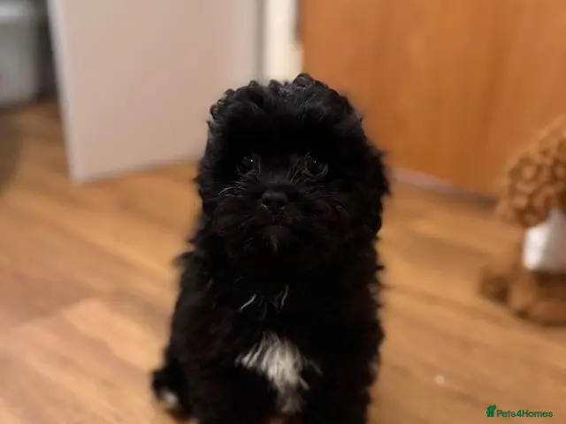Shihpoo dogs for sale: Shihpoo puppies - Advert 1