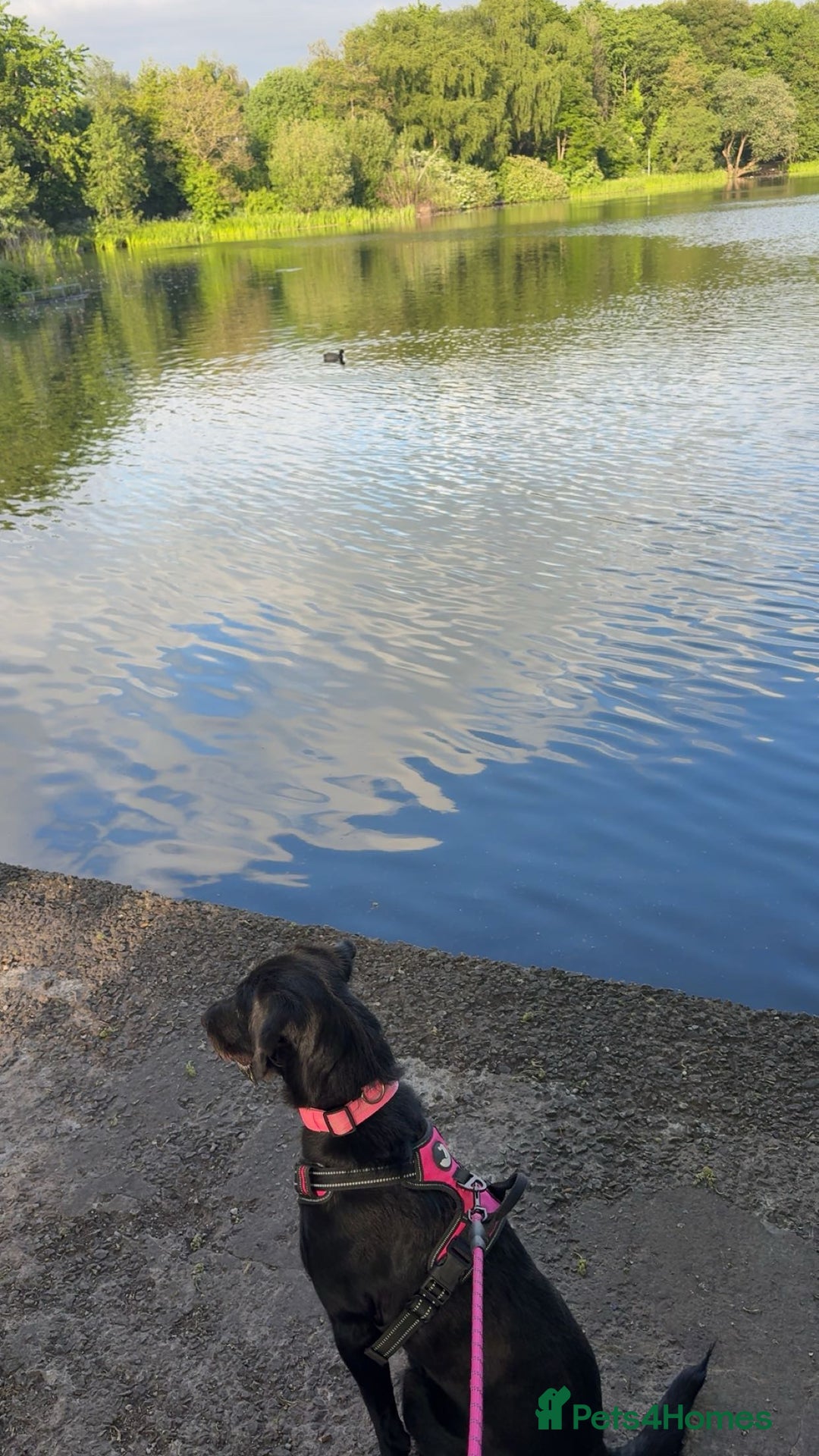 Mixed Breed dogs for sale: Female Labradoodle for Sale  - Image 1