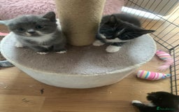 Mixed Breed cats for sale: Beautiful kittens.  - Image 3
