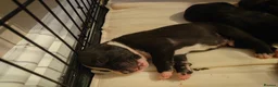 Staffordshire Bull Terrier dogs for sale: Puppy info in Cleckheaton - Advert 2