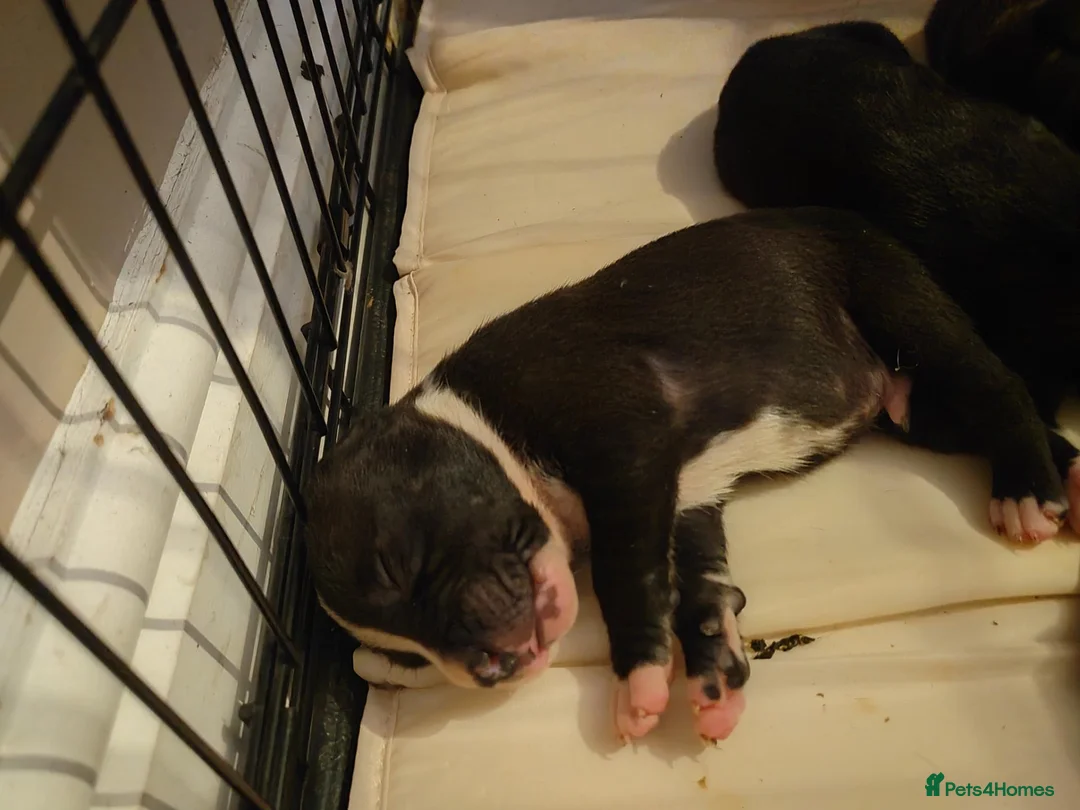 Staffordshire Bull Terrier dogs for sale: Puppy info in Cleckheaton - Advert 2