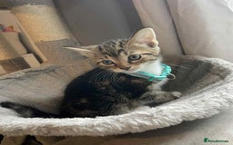 Mixed Breed cats for sale: Kittens  - Image 3