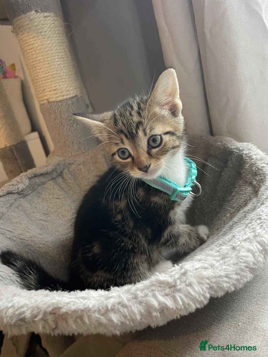 Mixed Breed cats for sale: Kittens  - Image 3