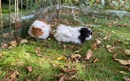 Guinea Pig rodents for sale: 2 male baby guinea pigs flitwick - Image 4