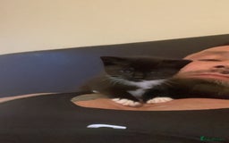 Mixed Breed cats for sale: 1 girl left - Image 7