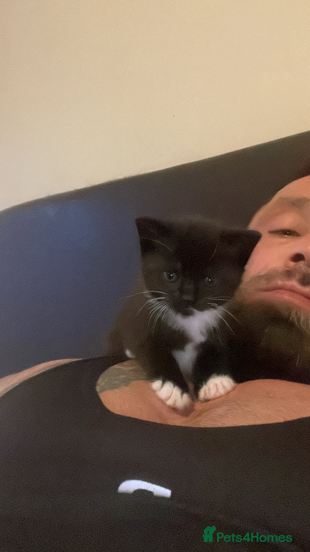 Mixed Breed cats for sale: 1 girl left - Image 7