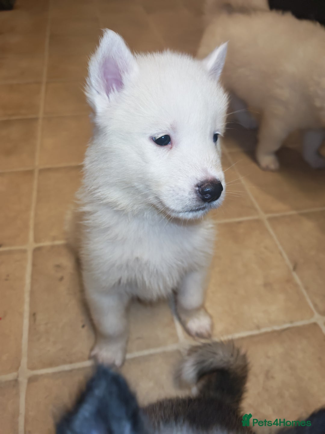 Akita dogs for sale: Akita puppys ready now  - Advert 2